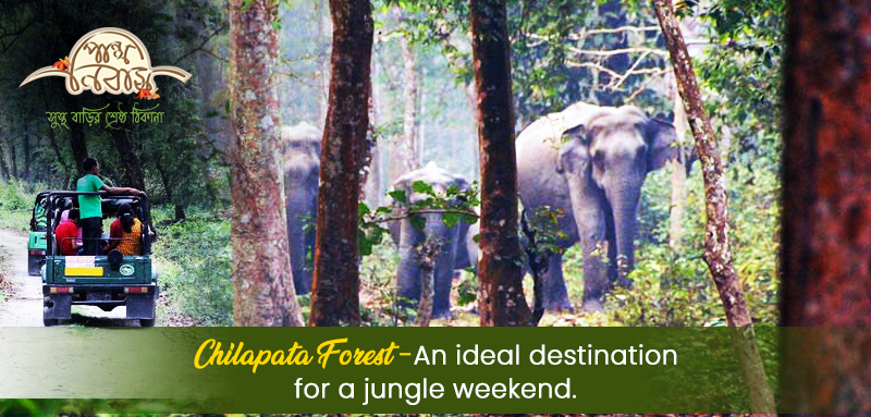Chilapata Forest-An ideal destination for a jungle weekend