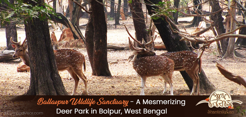 Ballavpur Wildlife Sanctuary – A Mesmerizing Deer Park in Bolpur, West Bengal