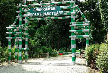 Chapramari Forest is a 20 mins walk