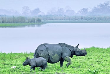 Jaldhapara & Totopara is a 2 hr 30 min Journey