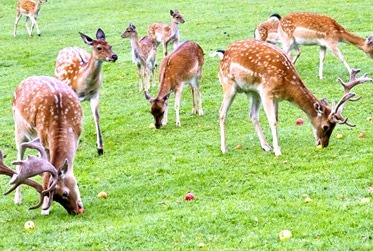 Ballavpur Wildlife Sanctuary